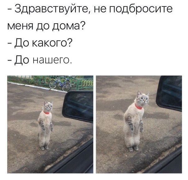Как меня кота на пару дней попросили приютить