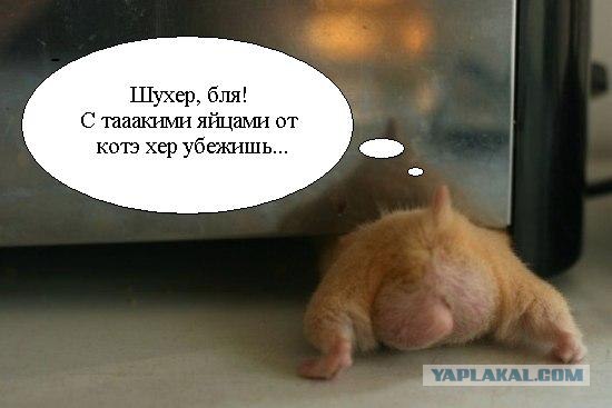 Чесна, чесна, хозяин, это не я ...