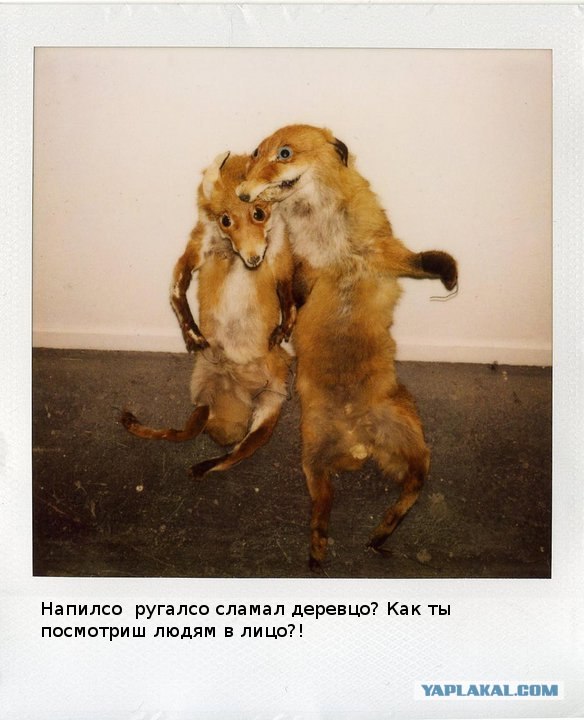 Таксидермия + наркомания
