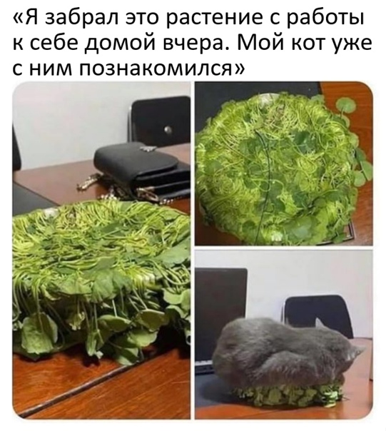 Картинки и мемы для настроения 03.11.2021