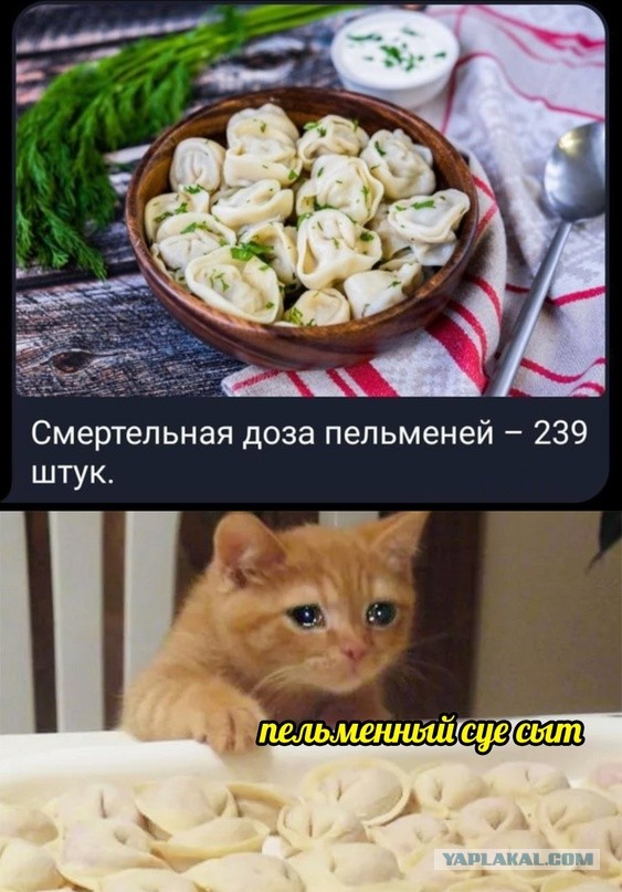 Весёлый полтишок 02.11.22