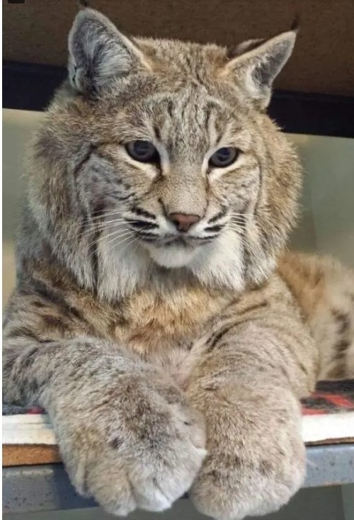Коты белые, 12 литров