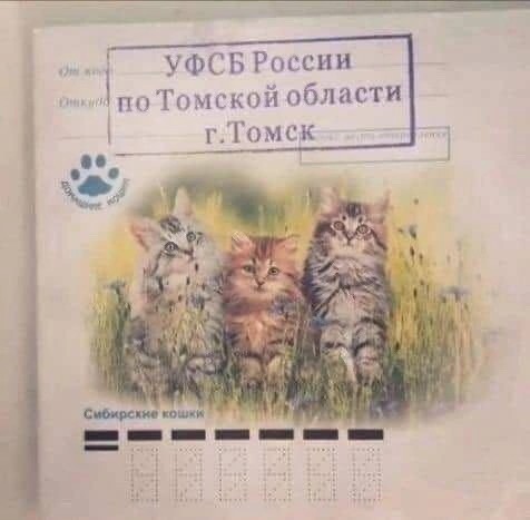 Котомемы 29.09.23