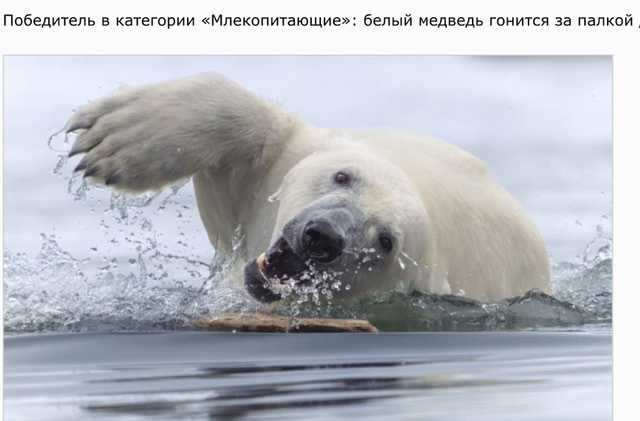 Объявлены победители конкурса World Nature Photography Awards 2025