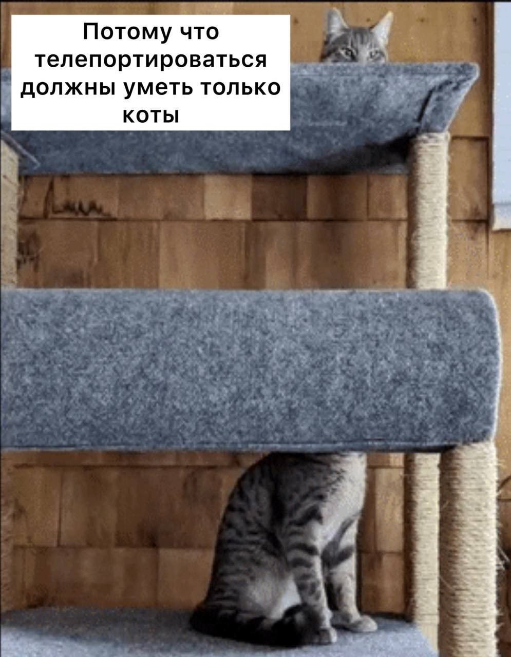 В МГУ закрыли отдел по изучению телепортации