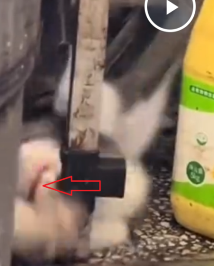 Про котофеек