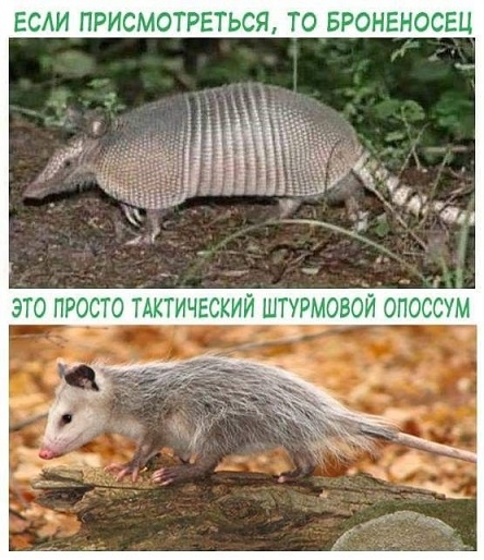 Обычные будни броненосцев за 1 минуту