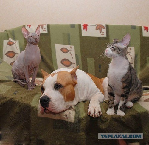 Посвящается противникам бойцовских пород