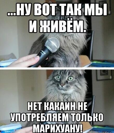 По Марксом местный житель хранил у себя более 2 кг марихуаны