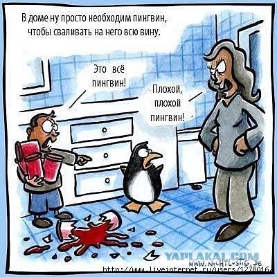 Не стоит брать пингвинов на свадьбу...
