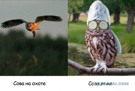 Сыч домашний, обыкновенный