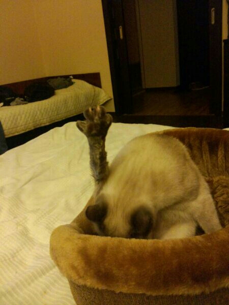Котовторник 01.04.2014