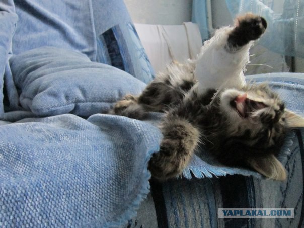 С Котовторником!