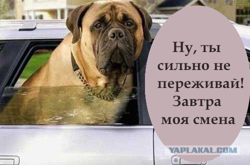 Дептранс спустит на нарушителей собак
