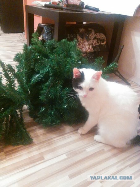 Котовторник 30.12.2014