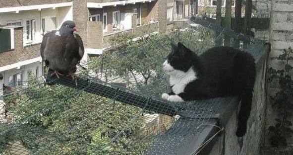 Наглые пернатые морды