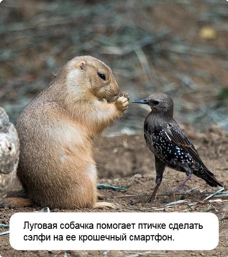 Наглые пернатые морды