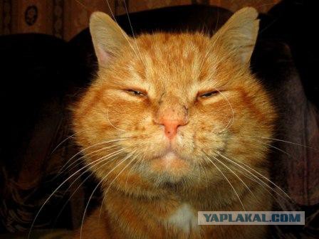Рыжик из приюта
