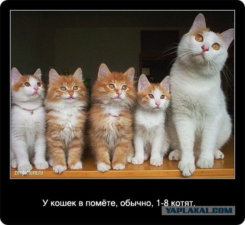Интересные факты о кошках