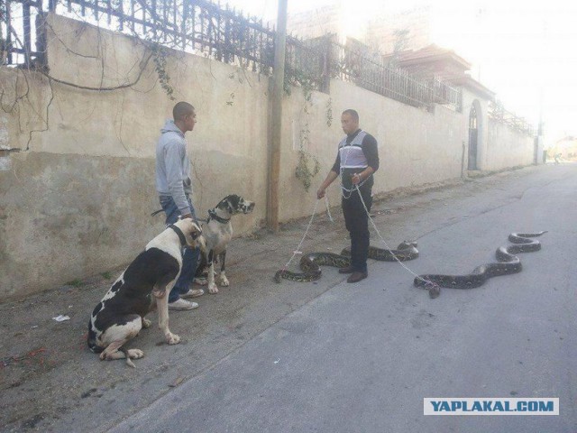 Как я воспользовался травматом