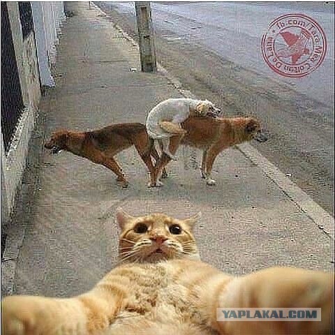 Забавные коты, ведущие себя как офисные работники