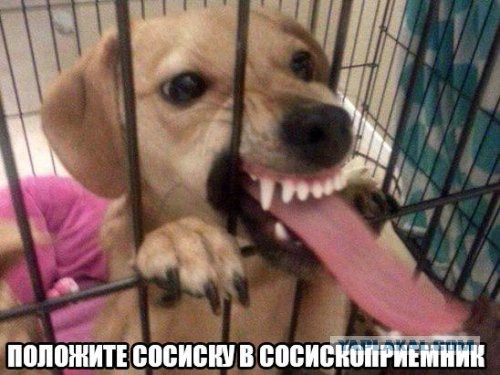 Хаски скандалит