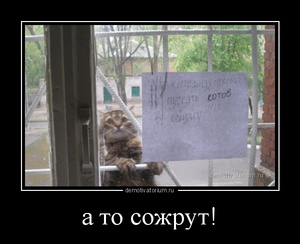 17 фотографий котов