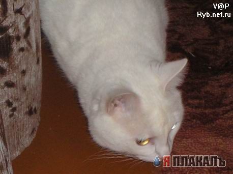 Коты, кошки, котята