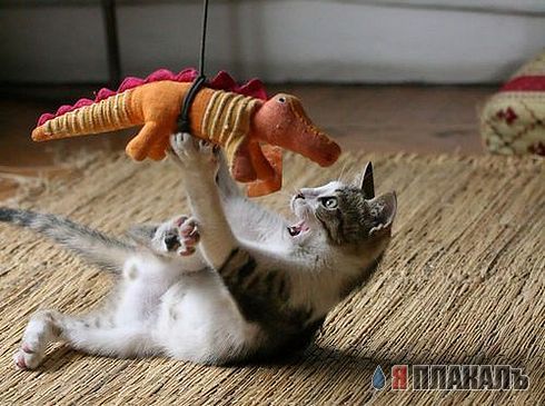 Коты, кошки, котята