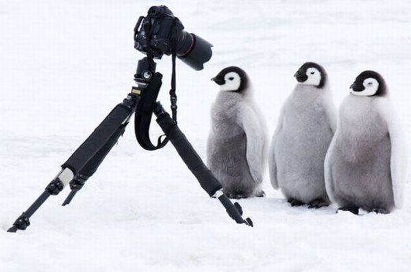 Животные и фотоаппарат
