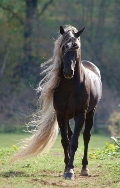 Мохнатые беспредельщики