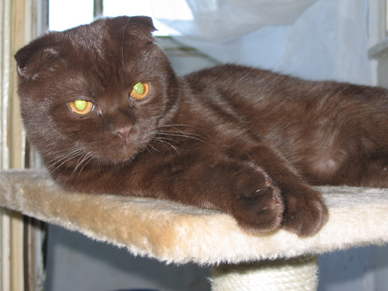 Лучший друг