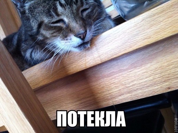 Мохнатые беспредельщики