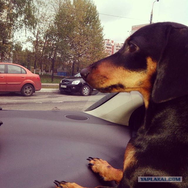 Такса  это навсегда