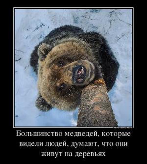 Медведь утащил собаку