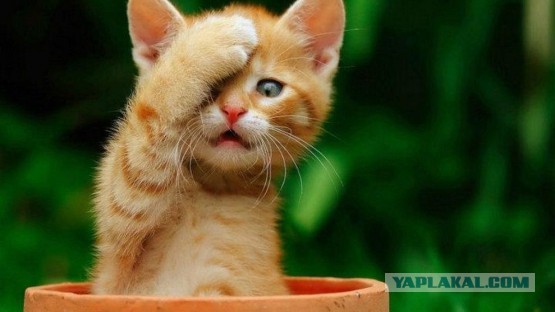Сказ о мудаке, который спешил, но остановиться поговорить - время было