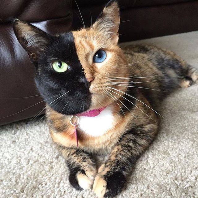 Коты из сети