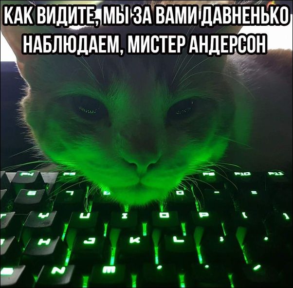 Коты и Кошки