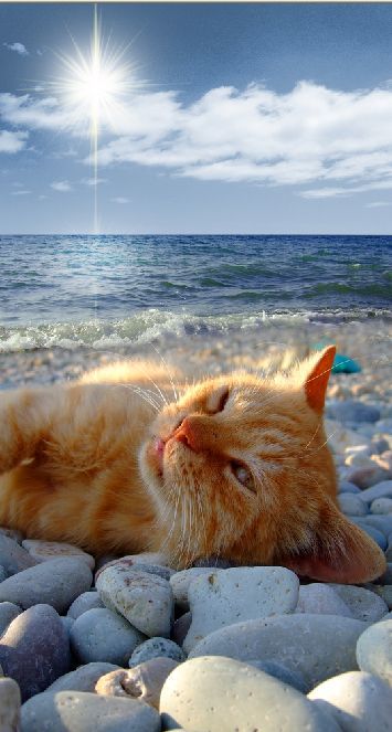 Коты и Кошки