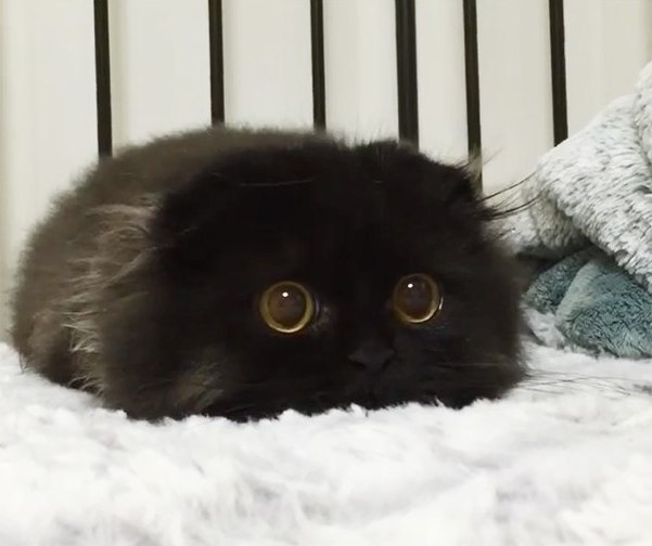Коты и Кошки