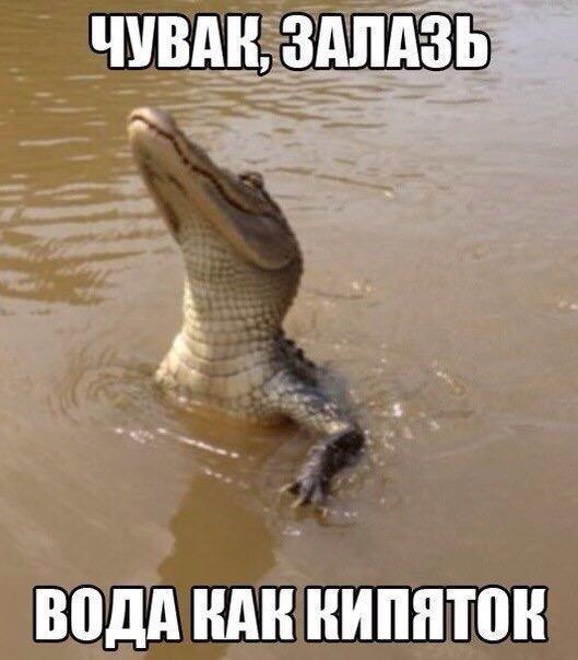 Подборка забавных животных