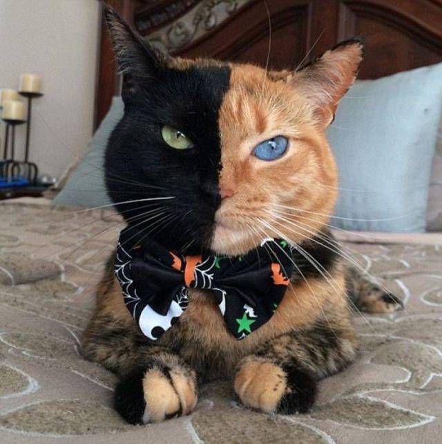 Подборка интересных и веселых картинок