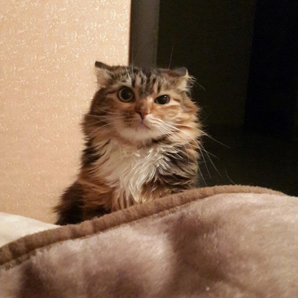 Коты и Кошки