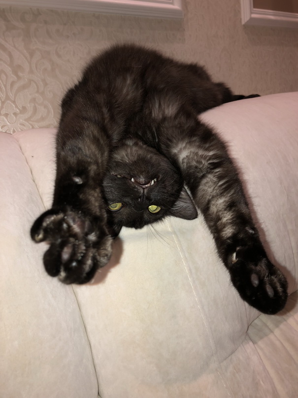 Котовторник 13.03.2018