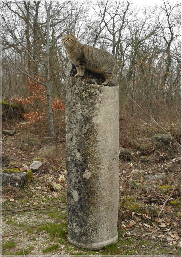 Крымские каникулы. Котовторник