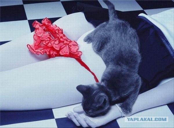 Котовторник на ЯПлакалъ