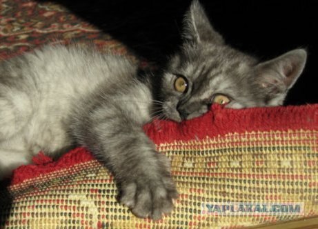 Котовторник на 03.02.2009