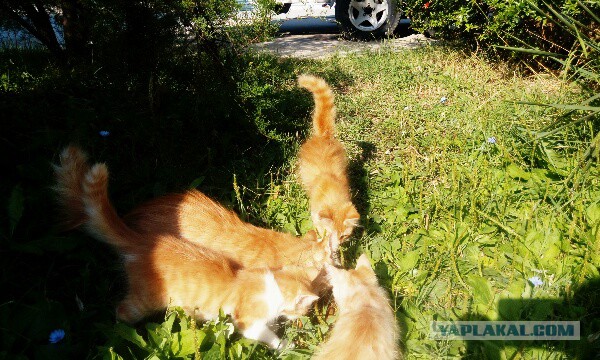 Котовторник  31.07.2018