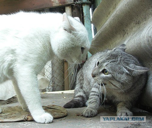 И снова во вторник - котовторник