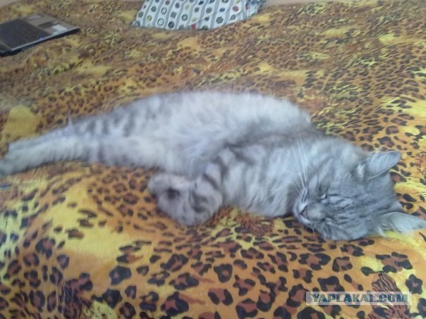 Котовторник с Кузей